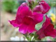 dark pink snap dragon flower