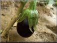 eggplant