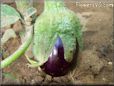  eggplant