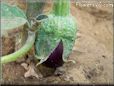  eggplant