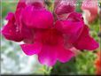 dark pink snap dragon flower