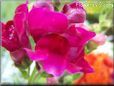 dark pink snap dragon flower