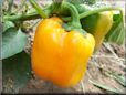 orange bell pepper pictures