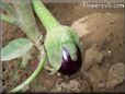  eggplant