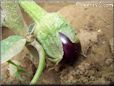  eggplant