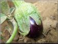  eggplant