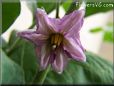 eggplant blossom flower