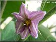 eggplant blossom flower