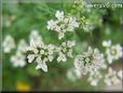 cilantro blossom flower