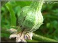  eggplant