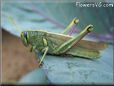 yellow blue grasshopper