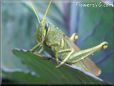 yellow blue grasshopper