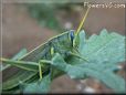 yellow blue grasshopper