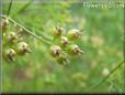 cilantro seeds