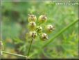 cilantro seeds