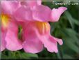 dark pink snap dragon flower