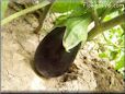 eggplant