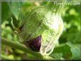  eggplant