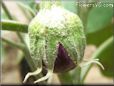  eggplant