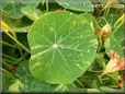 nasturtium leaf