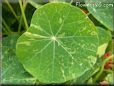 nasturtium leaf