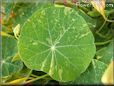 nasturtium leaf