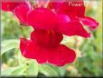 red snap dragon flower