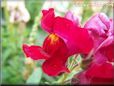 red snap dragon flower
