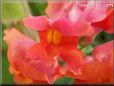 orange snap dragon flower
