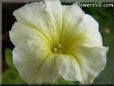 petunia flower