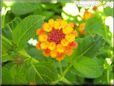 orange lantana flower
