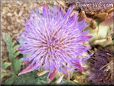 purple artichoke flower