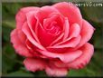 light red rose flower