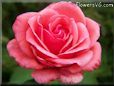 light red rose flower