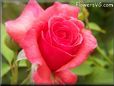 light red rose flower