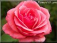 light red rose flower