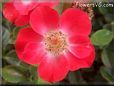 red geranium flower