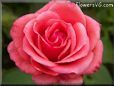 light red rose flower