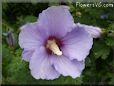 rose of sharon flower