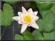 white waterlily flower