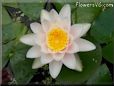 white waterlily flower