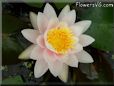 white waterlily flower