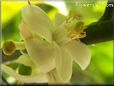 lime blossom flower