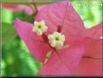 bougainvillea flower