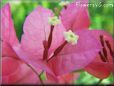 pink bougainvillea flower
