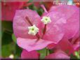 bougainvillea flower