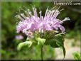 bee balm flower