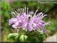 bee balm flower