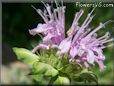 bee balm flower