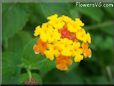 orange lantana flower